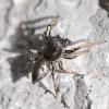 Heliophanus sp.